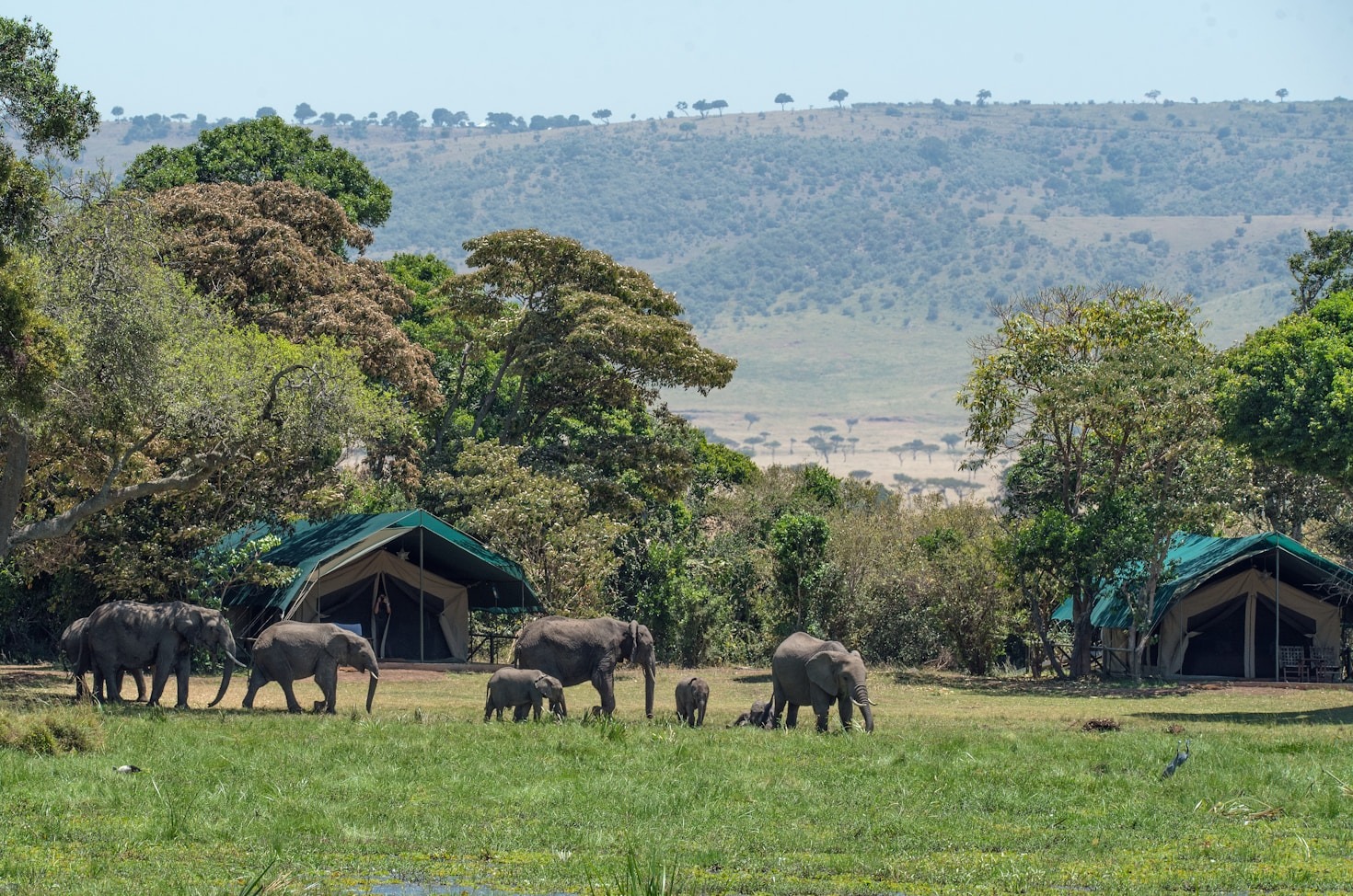 The Rich Wildlife of the Serengeti: A Guide