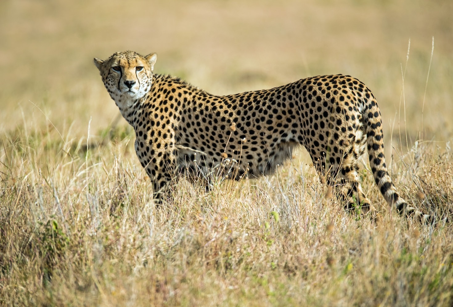 Experiencing the Cultures of East Africa