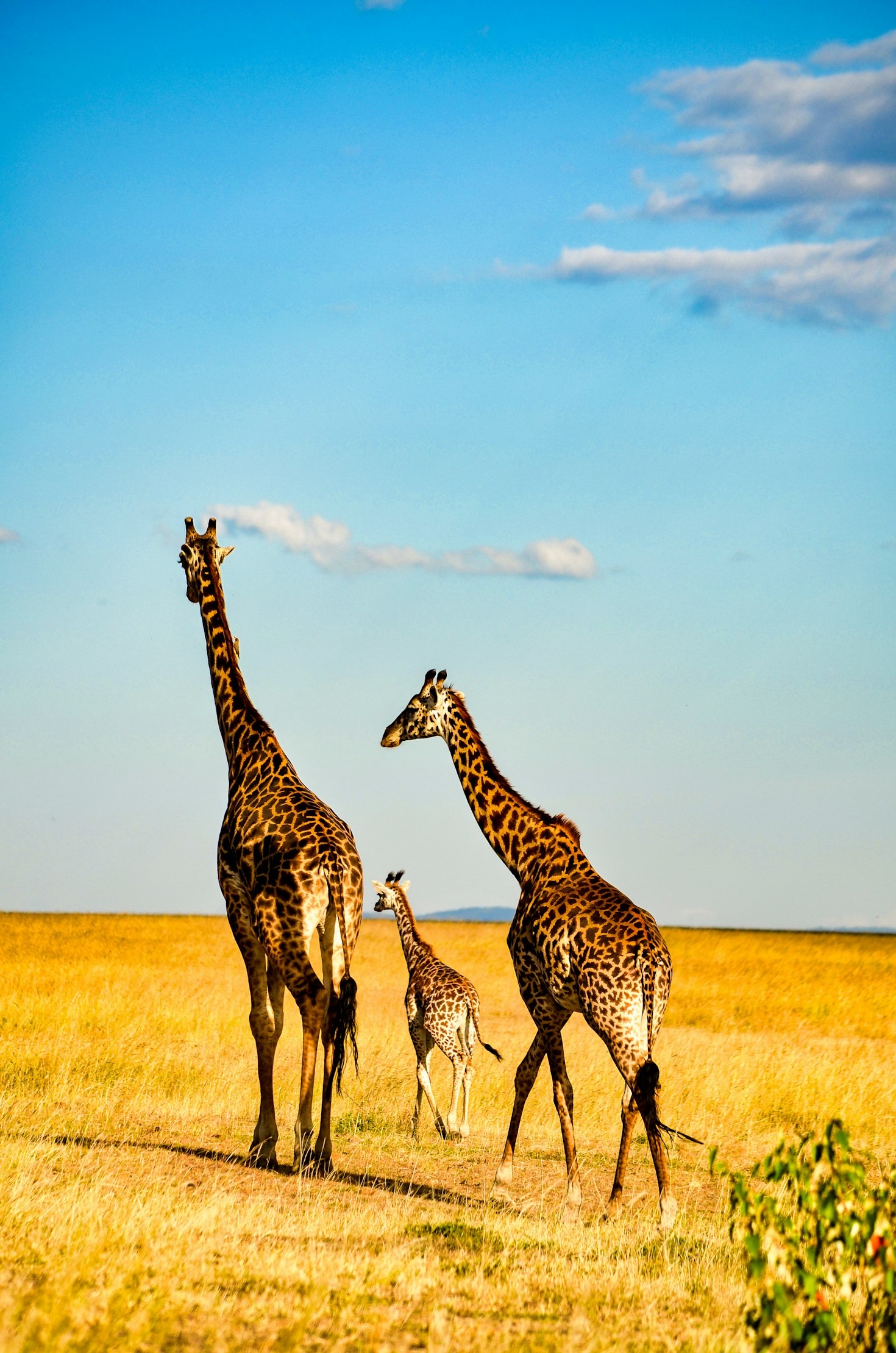 Connecting with Nature: East Africa’s Wilderness