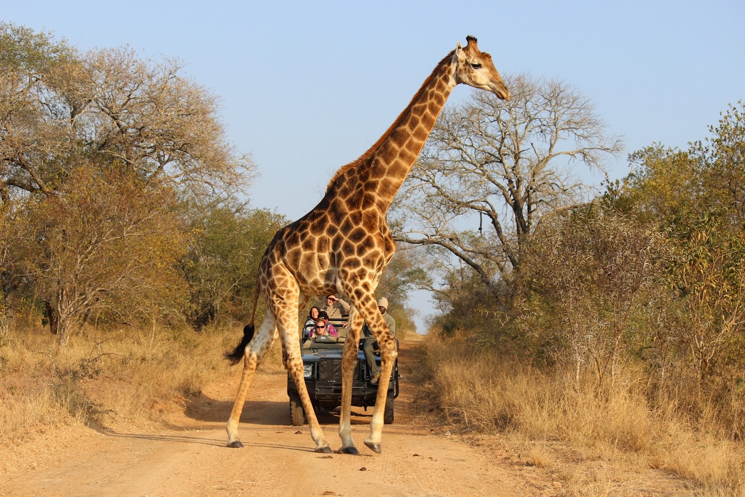 Planning the Perfect East African Safari Adventure
